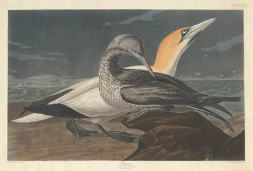 Fou de Bassan, 1836